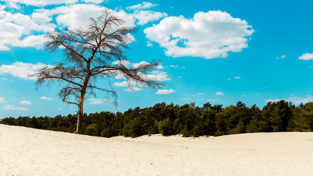 Wydmy w Holandii Drunense Duinen